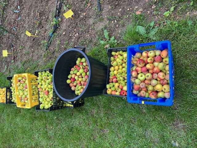 V. light atroche et reine de reinette