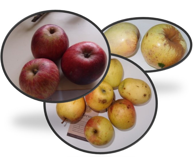 2020 détérmination fruits