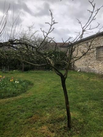 2024 espaliers arbre2 g