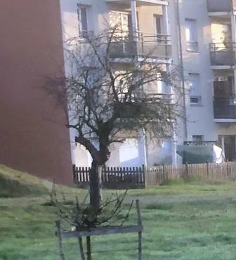 2024 med vieux pommier