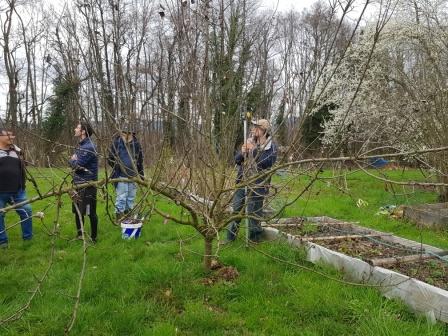 2024 taille formation arbres fruitiers mars 1