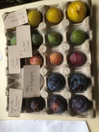 Les prunes de Marc, suite