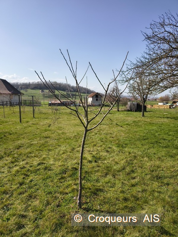 Taille terminée IMG 20260307 c2i