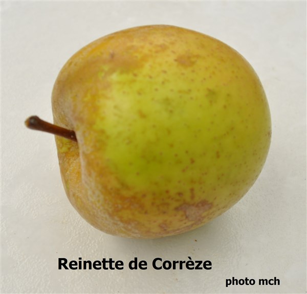 15Reinettede Corrèze