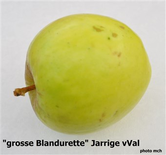 17Blandurette grossevVal