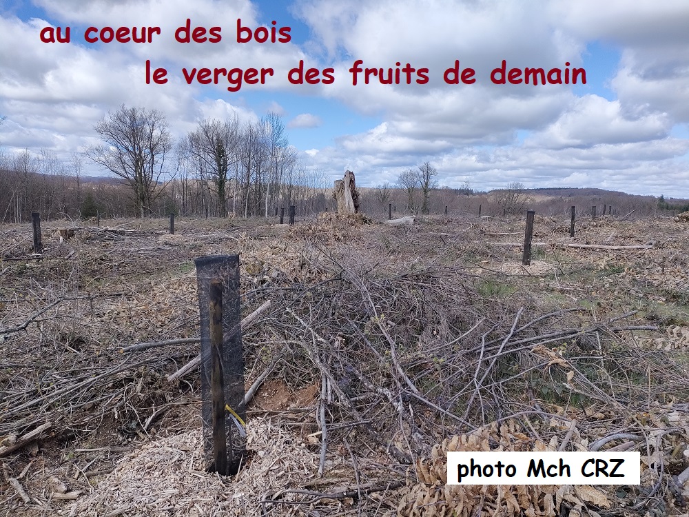 26 Verger bois