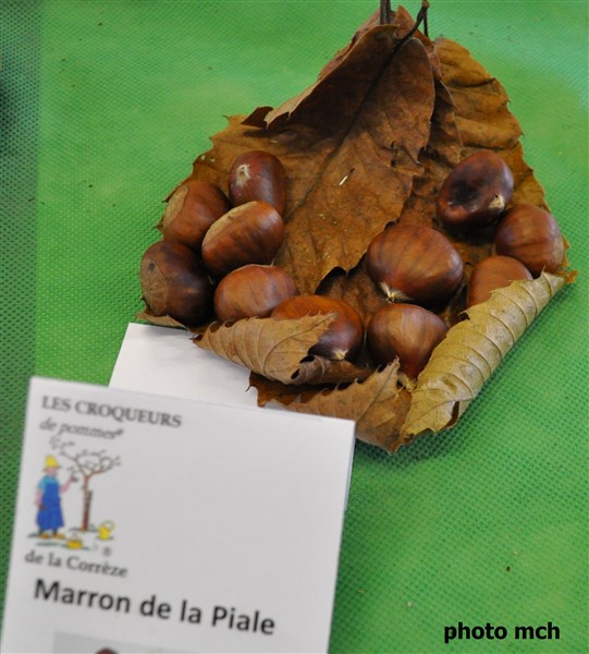 98 Marron de la Piale St C