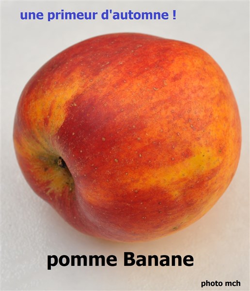 DBanane14