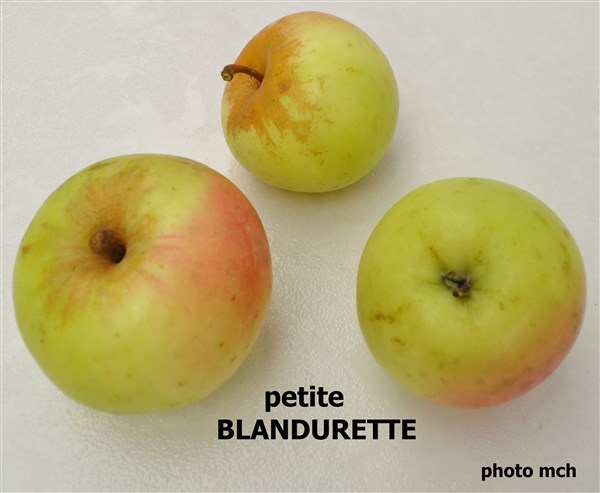 DBlandurettePetite