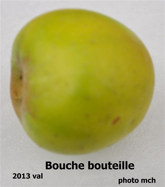 DBouche bouteille