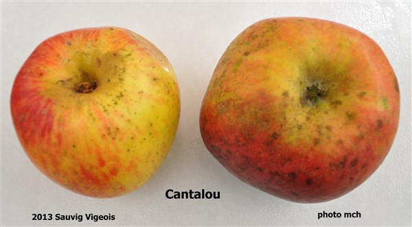 DCantalou