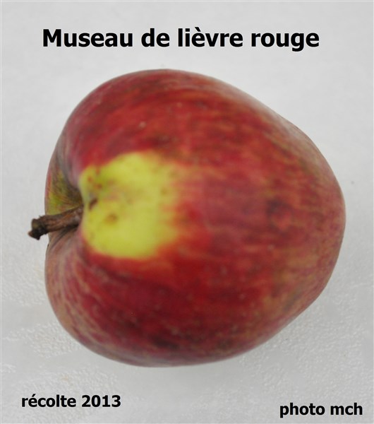 DMuseauLièvreRougevval