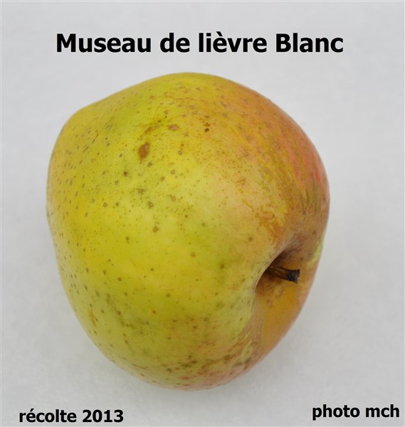 DMuseauLièvreblancvval