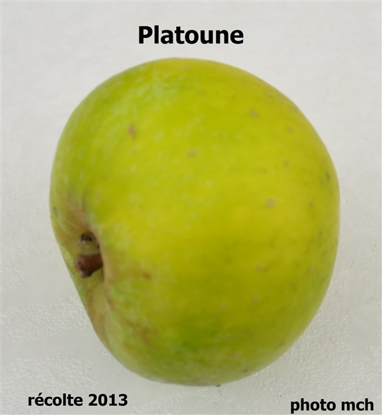 DPlatoune