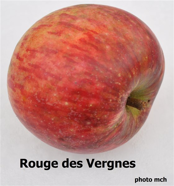 DRougedesVergnes