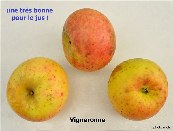 DVigneronne