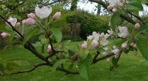 pommier en fleur