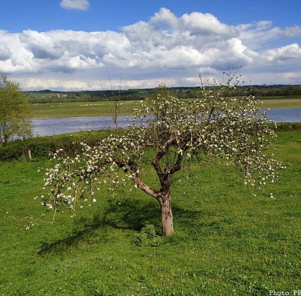 Bougeronne 3 mai 2019