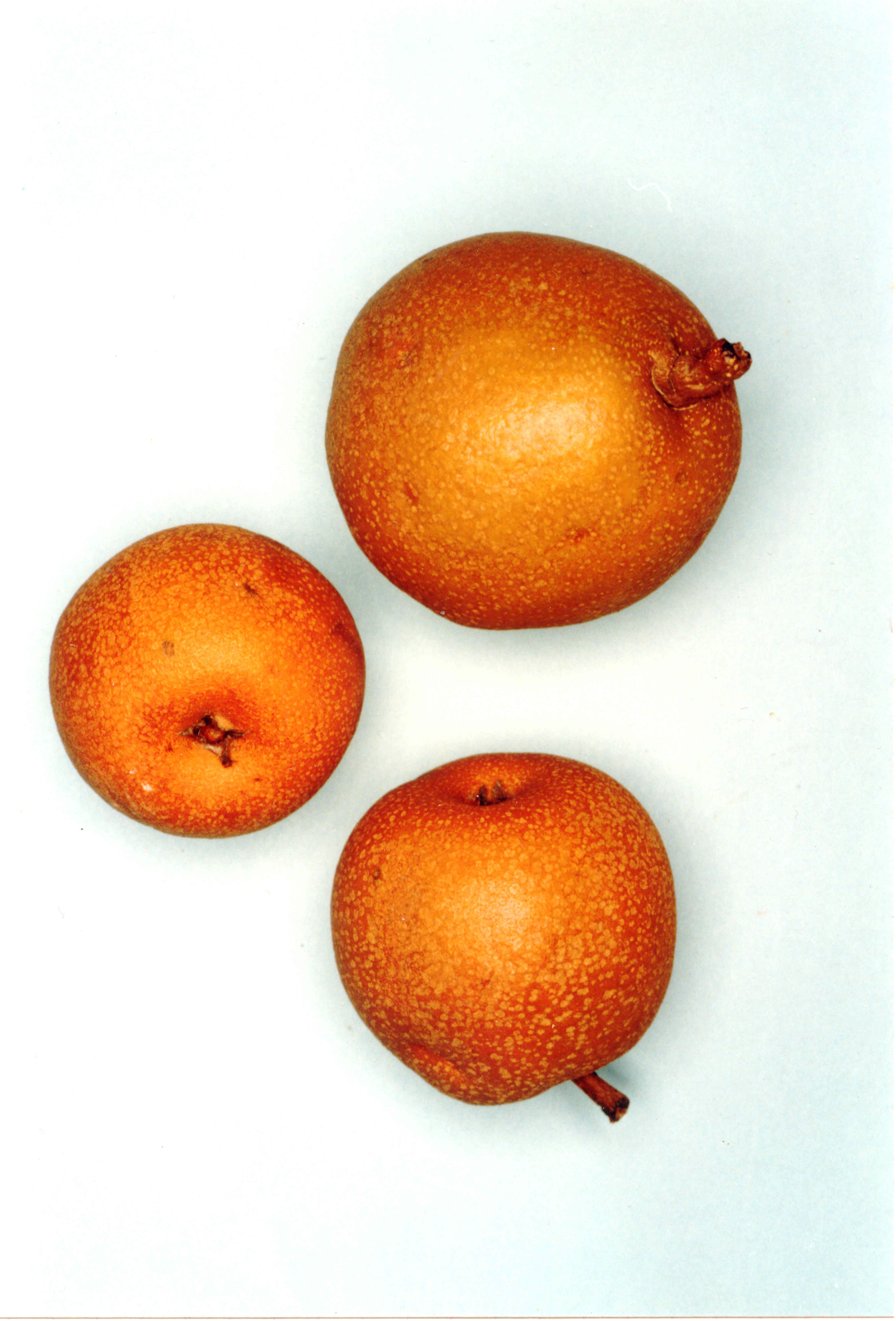 Poire Caloët