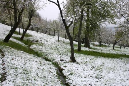 verger sous la neige