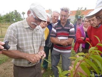 Greffe en écusson juillet 2015 04