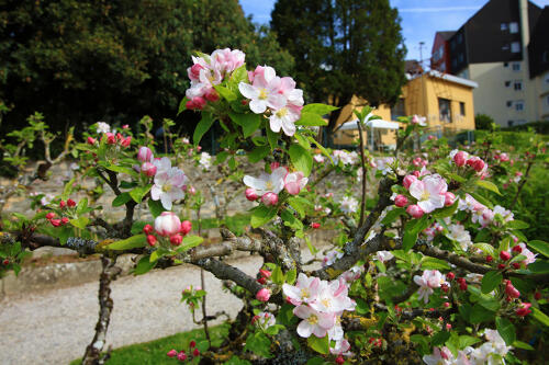 JARDIN_ASSIETE_4.jpg