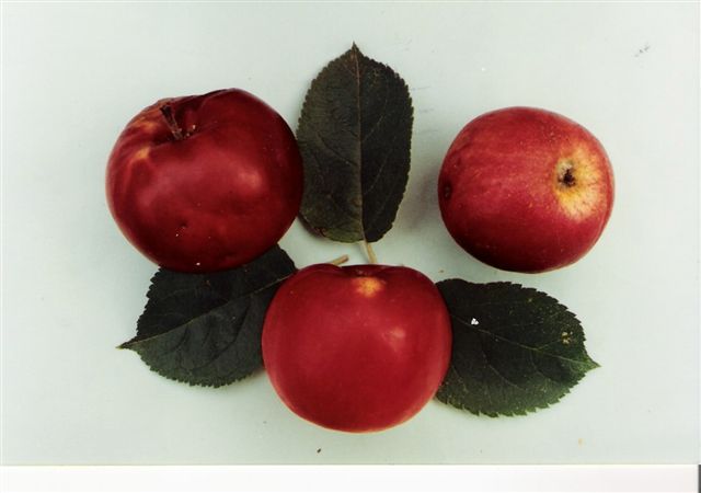 Les pommes 