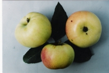 Reinette blanche de Champagne BlancheChampagne