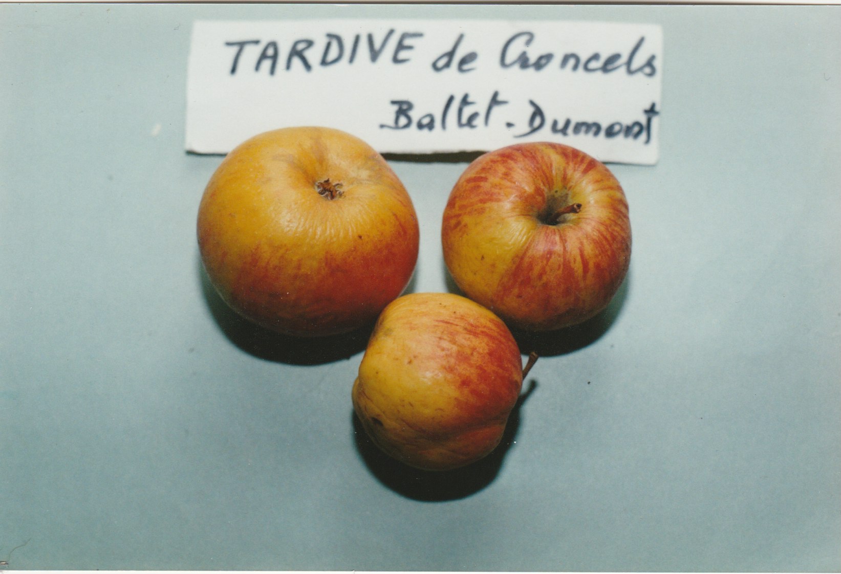TARDIVEdeCRONCELS